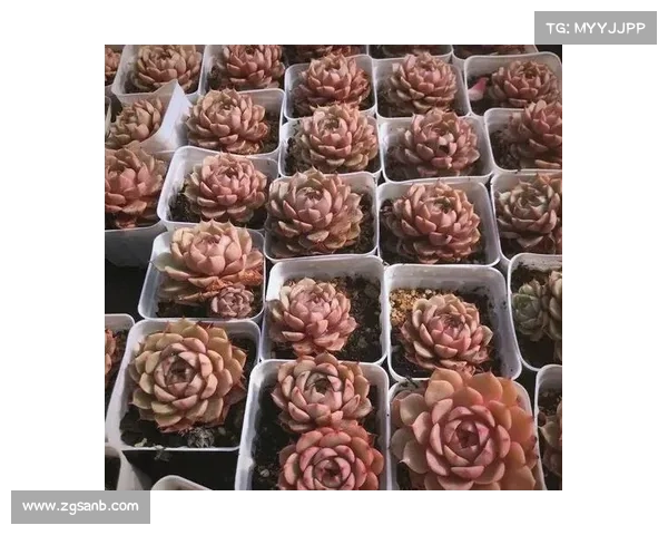 奥运弓箭比赛规则全面解析与实用技巧